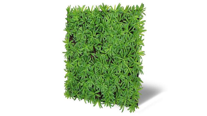 planeo acoustic panel - MixWall Living Leaf Podocarpus Tea Tree 52 x 52 cm | natural plant (PLMW-40111)