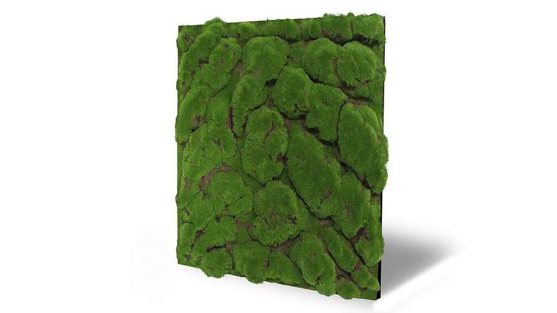 planeo acoustic panel - MixWall Moss Mood Forest Green Big Bulk 52 x 52 cm | Art Moss (PLMW-00211C)