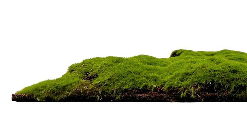 planeo acoustic panel - MixWall Moss Mood Forest Green Bulk 52 x 52 cm | Art Moss (PLMW-20211C)