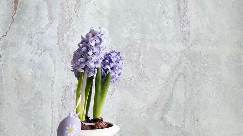 planeo EVOLITH Slate&Stone - Natural stone wall cladding Bianco Pure 1220 x 610 mm