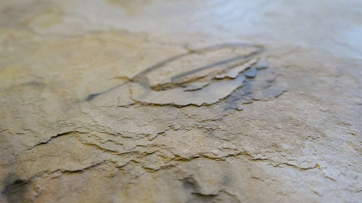 planeo EVOLITH EasyFix - Natural stone wall panelling Autumn Drift 600 x 300 mm - 6pcs.