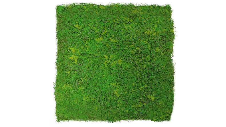 planeo acoustic panel - MixWall Moss Mood Light Green Fibre 52 x 52 cm | Art Moss (PLMW-10211C)