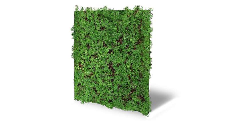 planeo acoustic panel - MixWall Living Leaf Thuja Tea Tree 52 x 52 cm | natural plant (PLMW-50111)
