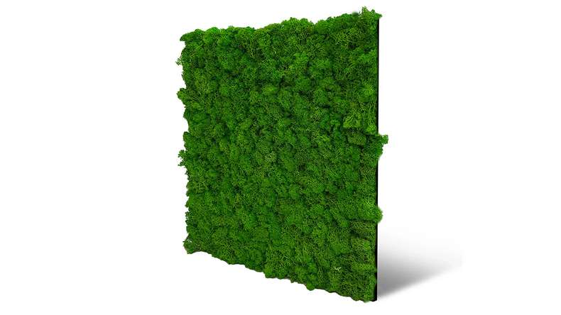 planeo acoustic panel - MixWall Living Moss Rich Green 52 x 52 cm | natural moss (PLMW-10111)