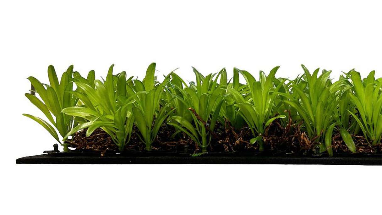 planeo acoustic panel - MixWall Living Leaf Podocarpus Tea Tree 52 x 52 cm | natural plant (PLMW-40111)