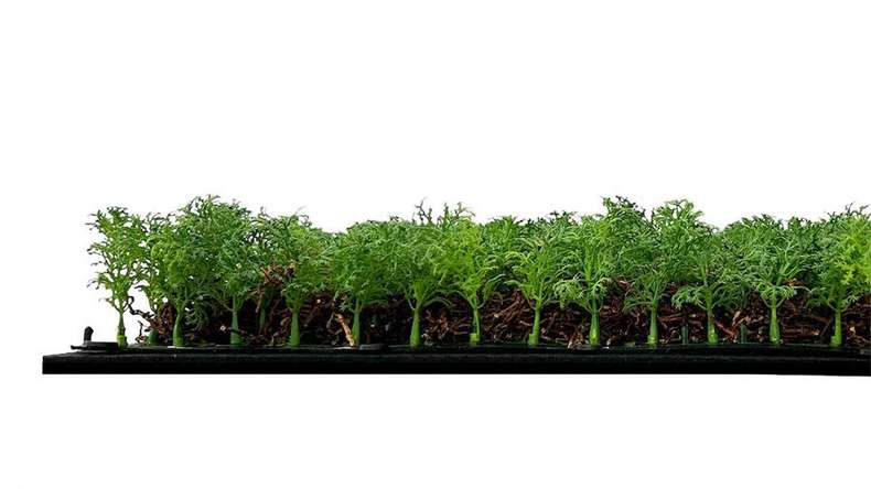 planeo acoustic panel - MixWall Living Leaf Thuja Tea Tree 52 x 52 cm | natural plant (PLMW-50111)
