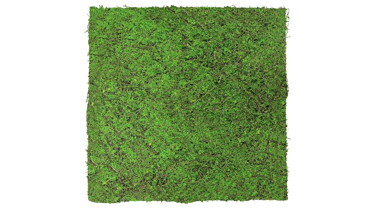 planeo acoustic panel - MixWall Living Leaf Forest Green Ancient Tree 52 x 52 cm | natural plant (PLMW-70111)