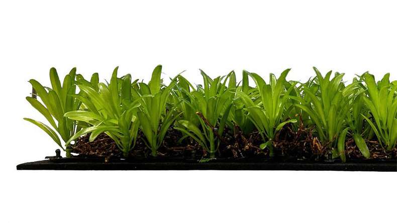 planeo acoustic panel - MixWall Living Leaf Podocarpus Tea Tree 52 x 52 cm | natural plant (PLMW-40111)