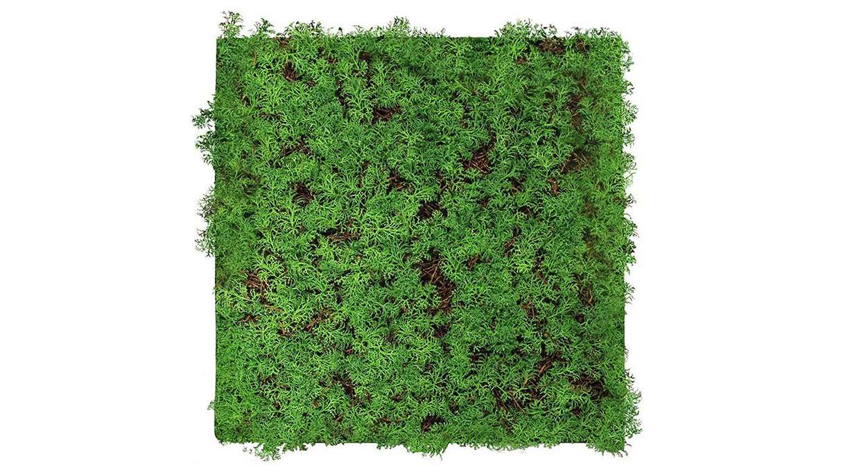 planeo acoustic panel - MixWall Living Leaf Thuja Tea Tree 52 x 52 cm | natural plant (PLMW-50111)