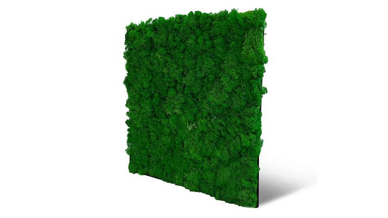 planeo acoustic panel - MixWall Living Moss Nature Green 52 x 52 cm | natural moss (PLMW-00111)