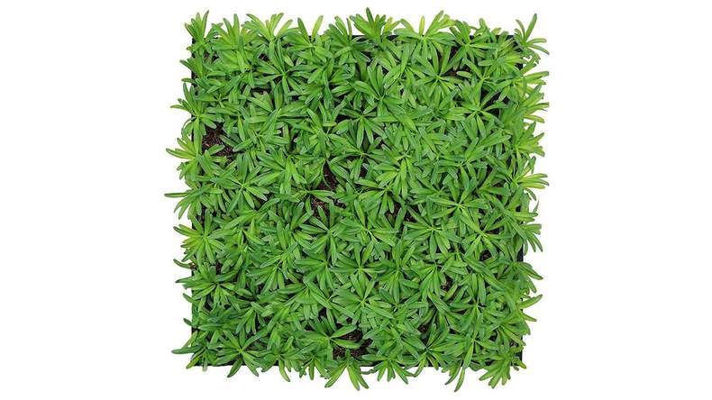 planeo acoustic panel - MixWall Living Leaf Podocarpus Tea Tree 52 x 52 cm | natural plant (PLMW-40111)