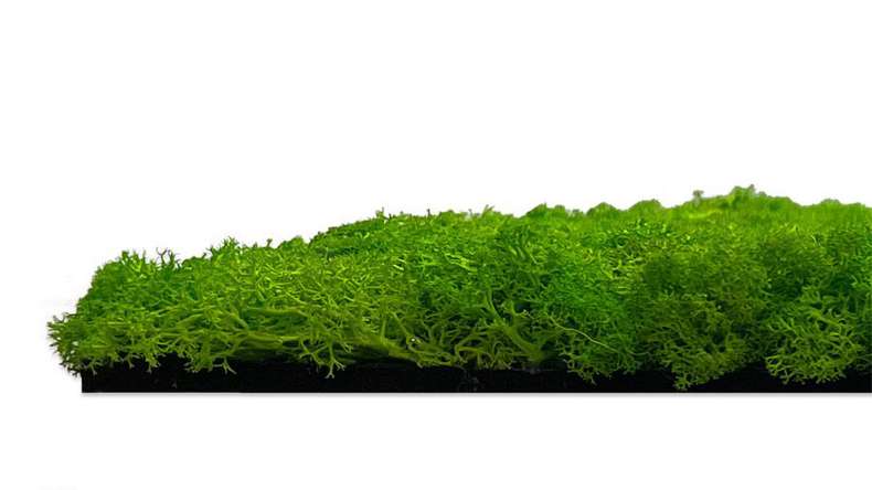 planeo acoustic panel - MixWall Living Moss Bright Green 52 x 52 cm | natural moss (PLMW-20111)