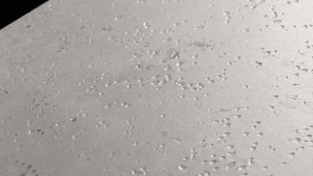 Project Floors adhesive Vinyl - floors@work55 55 TR 730 (TR73055)