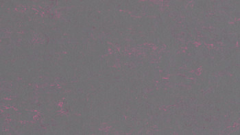 Forbo Linoleum Marmoleum Concrete - purple shimmer 3735