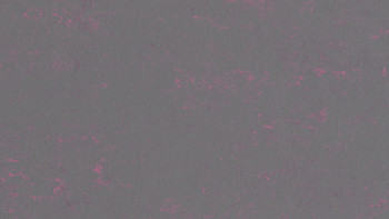 Forbo Linoleum Marmoleum Concrete - purple shimmer 3735