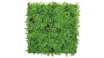 planeo acoustic panel - MixWall Living Leaf Podocarpus Tea Tree 52 x 52 cm | natural plant (PLMW-40111)