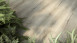 planeo click vinyl - Rigid Dusty Trail (P25206D)